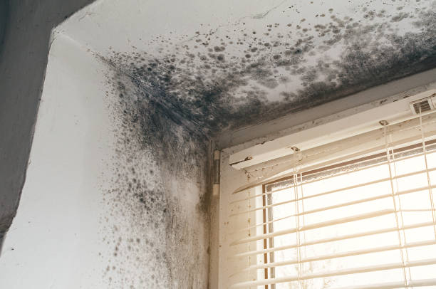 Affordable Mold Removal solutions in Petersburg, VA