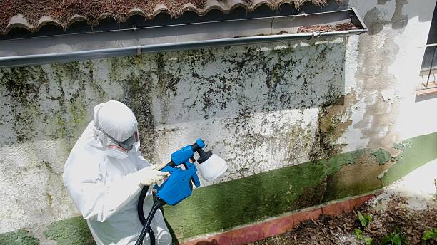 Top rated local Mold Removal specialists in Petersburg, VA